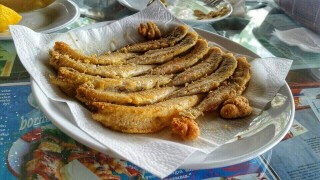 Bordo Mavi Balık