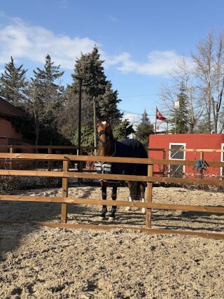 Dolce Vita Equestrian Club Ankara