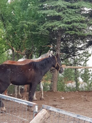 Peştanlı At Çiftliği