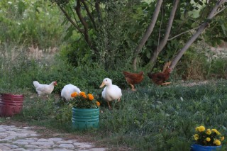 Merve Bağ Evi / Pansiyon