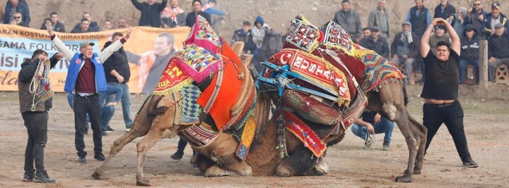 Bergama’daki Deve Gösterisi Festivali’ne Yoğun İlgi fotoğraf