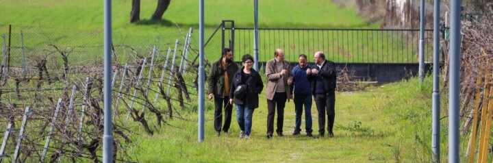 Buca, razakı üzümüyle agro turizmi hedefliyor fotoğraf