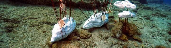 Bodrum’da Sualtı Fotoğraf Yarışması Başlıyor fotoğraf