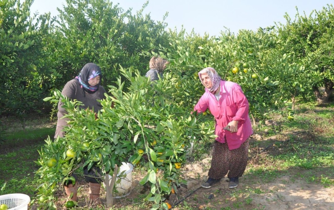 Mandalinanın cennetinde festival zamanı