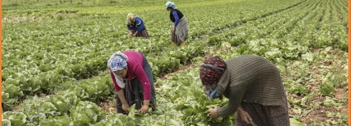 Migros’tan eğitim alan kadın kooperatiflerinin ürünleri Tazedirekt’te fotoğraf