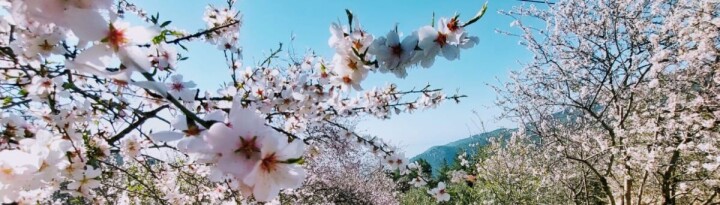 Badem çiçekleri festivale dönüştü fotoğraf