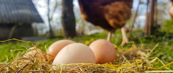 Migros, Ordu’da Yumurta Üssü Kurdu fotoğraf