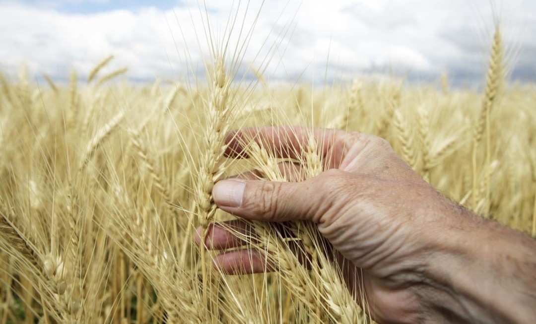 Tiryaki Gıda, bereketli mahsulleri sofralara ulaştıracak