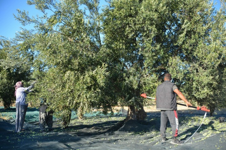 Aliağalı Girişimciden Kaliteli Zeytinyağı Atağı fotoğraf