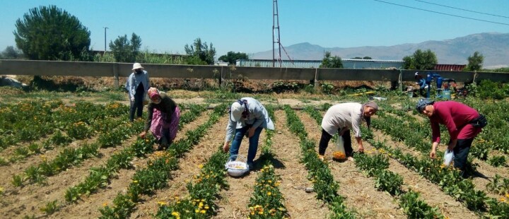 Kamu, özel sektör ve STK iş birliği örneği: Yerli Yerinde Aynısefa fotoğraf