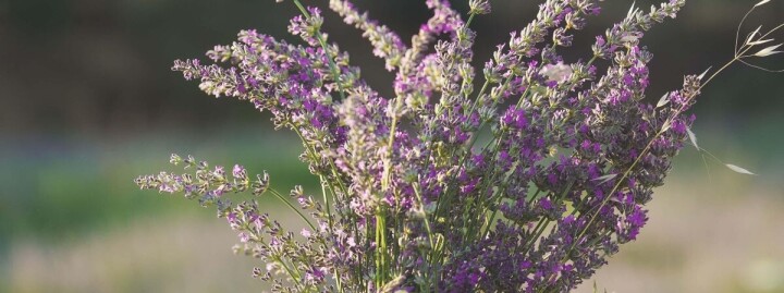 Lavanta Hasat Şenliği için geri sayım başladı