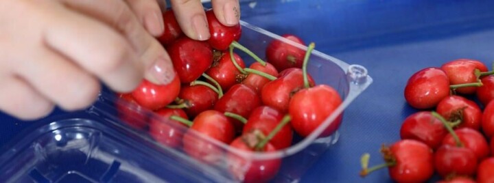 Kiraz ihracatında hedef 250 milyon dolar fotoğraf