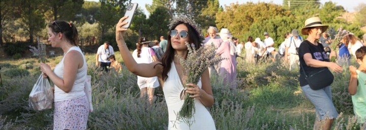 Lavanta hasadı Seferihisar'ın Turgut Köyü’nde gerçekleşti fotoğraf