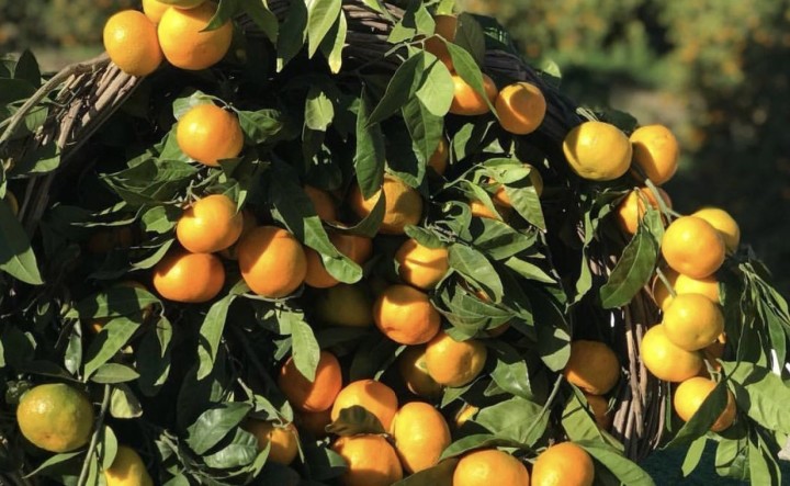 Karaburun, 12’nci Mandalina Şenliği’ne hazır fotoğraf