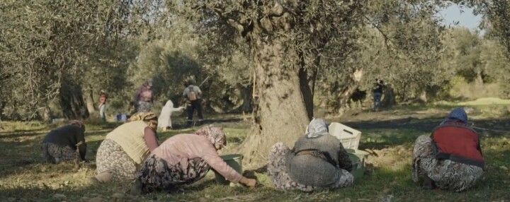 Ayvalık 16. Uluslararası Zeytin Hasat Festivali programı dopdolu fotoğraf
