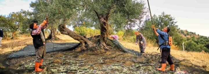 Cumhuriyetimizin yüzüncü yılında geçmişten günümüze Ayvalık’ta; Zeytin Hasadı fotoğraf
