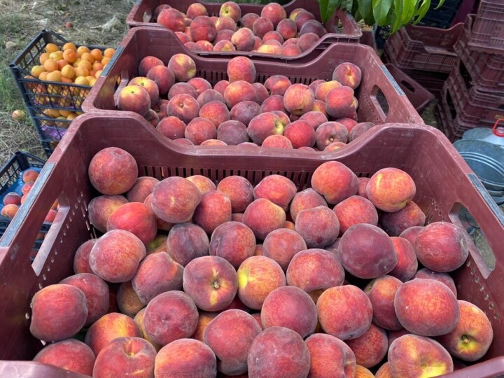 Pandemide şeftali ihracatı rekor kırdı fotoğraf