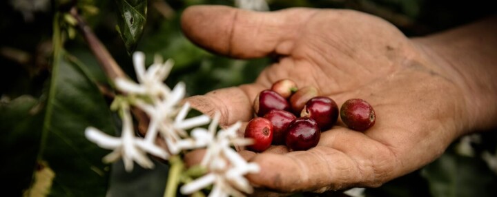 Nespresso tüm dünyanın sevdiği lezzet “kahve”nin geleceğine sahip çıkıyor fotoğraf
