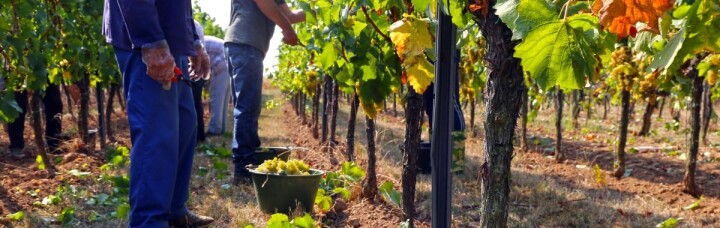 Yepyeni Deneyim Ve Keşifler İçin: Tadım Turları fotoğraf