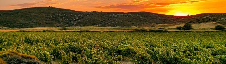 Avşa Adası üzüm hasadı etkinliklerine hazırlanıyor fotoğraf