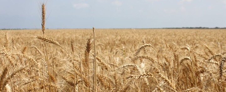 Eti Burçak ve WWF-Türkiye’den “Sağlıklı Toprak Hareketi” fotoğraf
