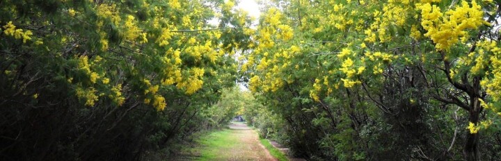 Adalar Mimoza Festivali “Mimofest” Başlıyor fotoğraf