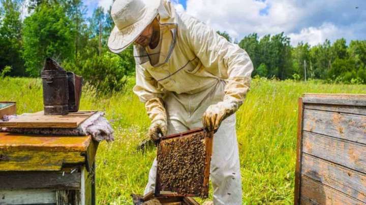 Anadolu Propolisi pandemide kalkan oldu fotoğraf