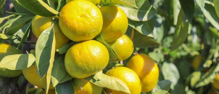 Satsuma mandalinanın ihracat yolculuğu 27 Ekim’de başlıyor fotoğraf