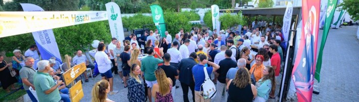 Bodrum’un Eşsiz Yeşili Bodrum Mandalini Dalından Toplandı fotoğraf