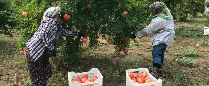 Dünyanın ilk Nar Belgeseli Dalyan'da çekildi fotoğraf