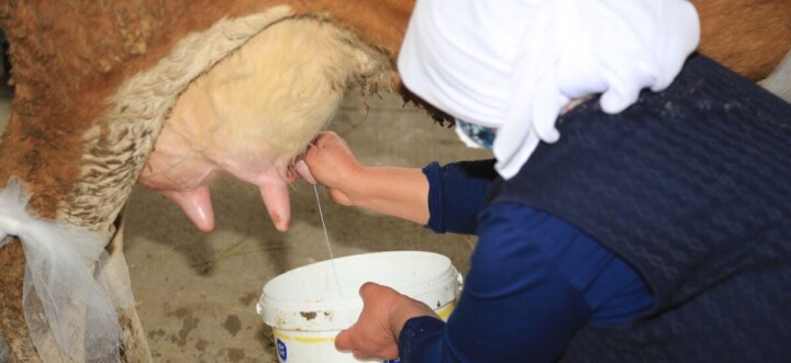 Süt yetiştiricileri, AGROTEC Tarım Fuarı’nda yarıştı fotoğraf