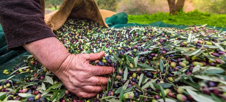Sofralık zeytin ihracatı 150 milyon doları aştı fotoğraf