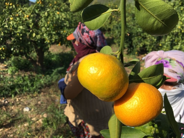 Mandalina ihracatında hedef 400 milyon dolar fotoğraf