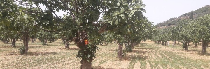 Egeli ihracatçılar kaliteli kuru incir için çalışıyor fotoğraf
