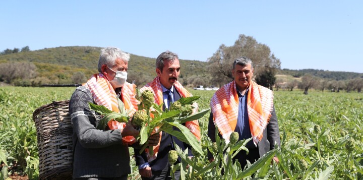 7. Urla Enginar Festivali, çevrimiçi olarak 22 Nisan’da  başlıyor fotoğraf