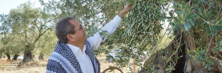 Mesut Ergin: “Dünya Zeytin Ağacı Günü Kutlu Olsun” fotoğraf