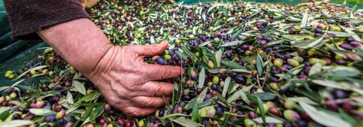 Sofralık zeytin ihracatı 100 bin tona koşuyor fotoğraf