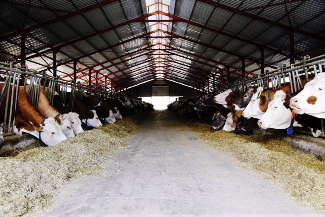 İsmet Bey'in Çiftliği ürünleri tüketiciyle buluşuyor