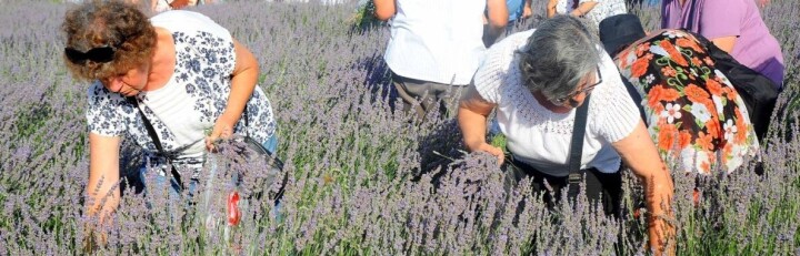 Seferihisar’da Lavanta Büyüsü Başlıyor fotoğraf